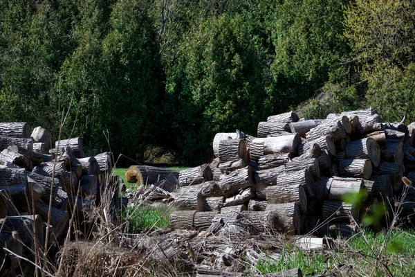 Pickering Ontario Canada 2018 Pile Wood Logs — Stock Photo, Image