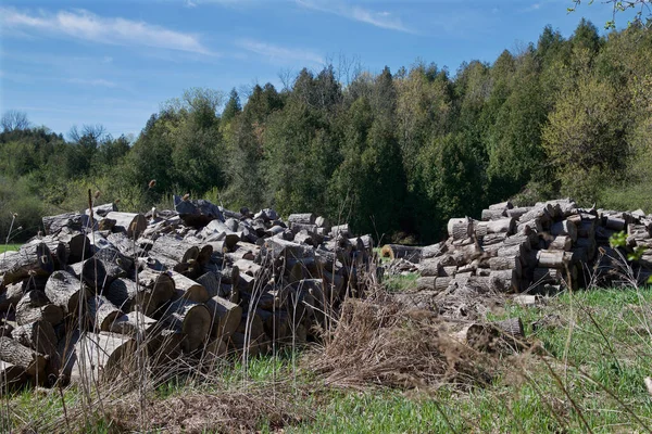 Pickering Ontario Canada 2018 Wood Logs Cutting — Stock Photo, Image