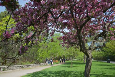 Blossom 'daki Güzel Kiraz Ağaçları' nın oluşturduğu Park Yolu Manzarası