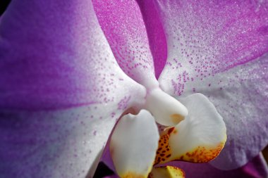 İlkbaharda orkide çiçek açar