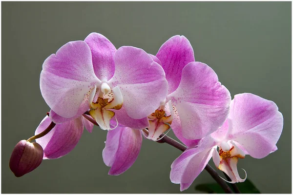 Floração Orquídea Primavera — Fotografia de Stock