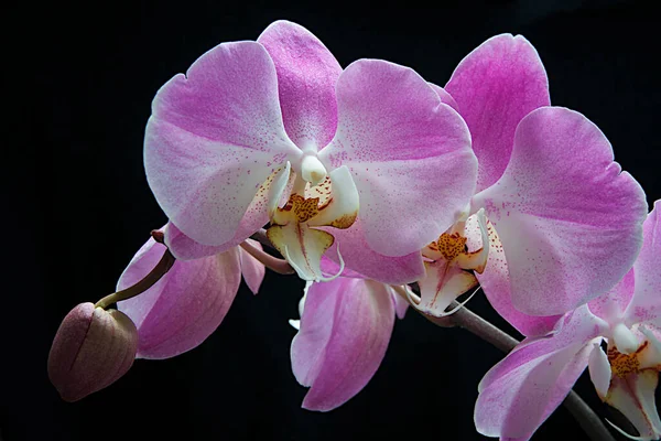 Floração Orquídea Primavera — Fotografia de Stock