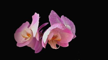 Toronto, Ontario / Kanada - 27 Nisan 2018: İlkbaharda orkide çiçek açtı