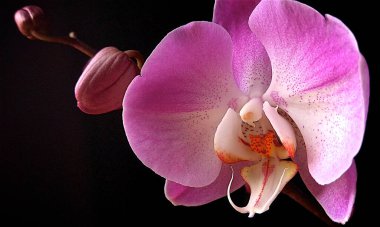 Toronto, Ontario / Kanada - 12 Nisan 2018: İlkbaharda orkide çiçek açtı