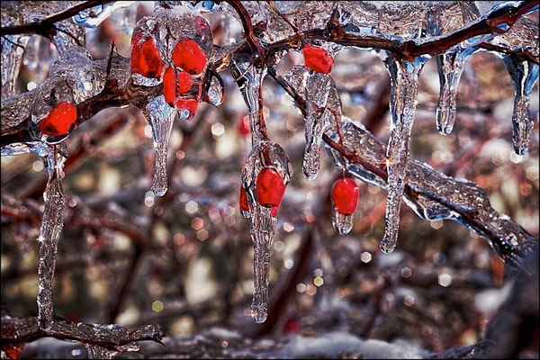 Toronto Ontario Kanada 2019 Donmuş Yağmur Fırtınası Sonrasında Donmuş Kırmızı — Stok fotoğraf