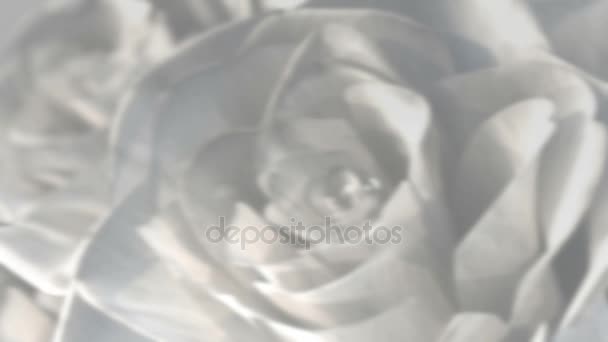Obrotowy róże białe tło tematu - 3d renderowania. Płynna pętla — Wideo stockowe