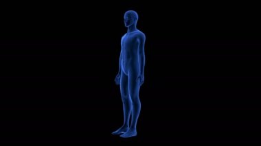 Mavi İnsan Anatomisi 3D Tarama Düzenleyici - Döndürülmeyen Döngü
