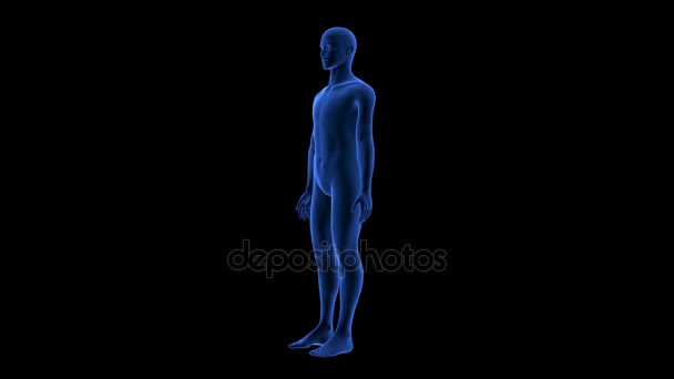 Blue Human Anatomy Body 3D Scan rendering - anello rotante senza soluzione di continuità — Video Stock