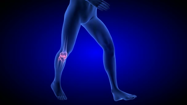 Knie pijn animatie. Menselijk anatomie lichaam blauw 3d Scan render — Stockvideo