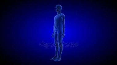 İnsan anatomisi vücudu 3d tarama render mavi arka plan.-sorunsuz döngü döndürme