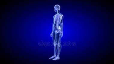 Mavi İnsan Anatomisi 3D Tarama Düzenleyici - Döndürülmeyen Döngü