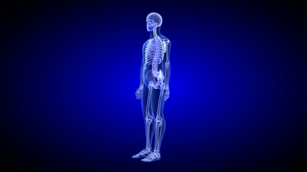 Blue Human Anatomy Body 3D Scan render - вращающийся бесшовный цикл — стоковое видео