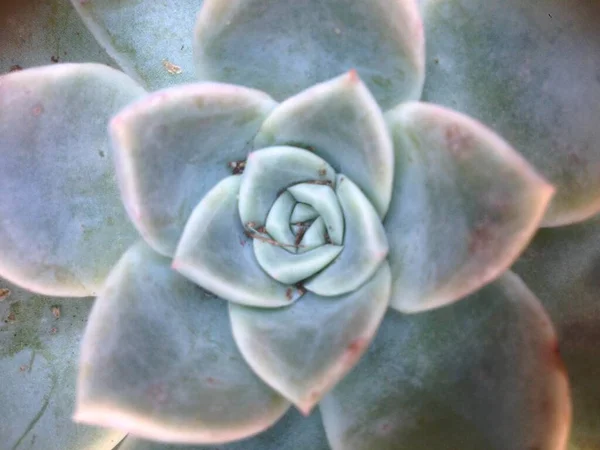 Yumuşaklığa yakın  