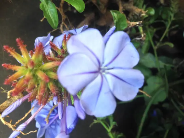 Mavi çiçekleri kapatın. 