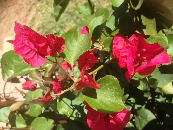 Close Bougainvilleas — Stock Photo, Image