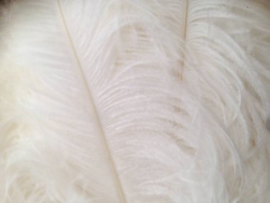 Tüy detaylarını kapat