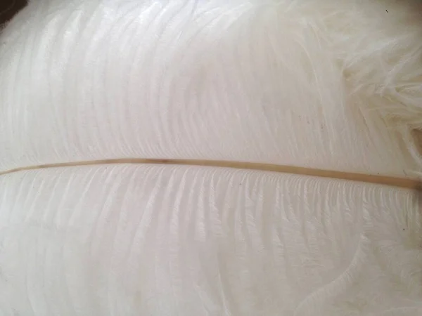 Tüy detaylarını kapat