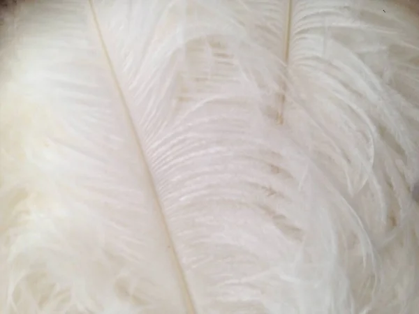 Tüy detaylarını kapat