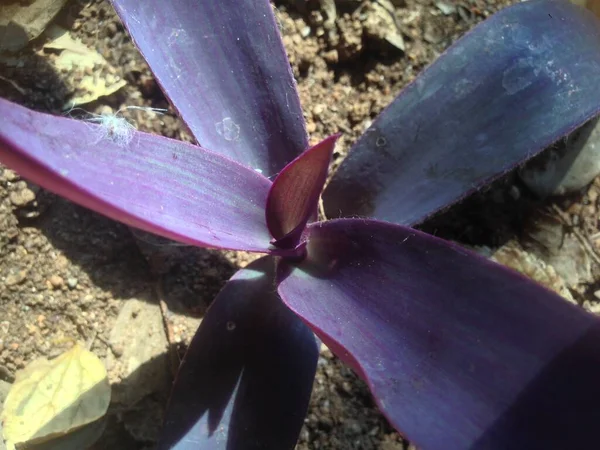 Yumuşaklığa yakın  