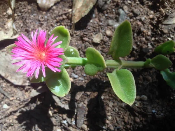 Yumuşaklığa yakın  