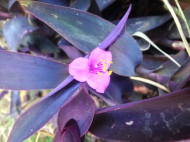 Çiçekleri kapatın. 