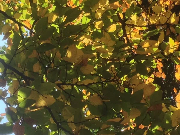 stock image Autumn tree leaf fall