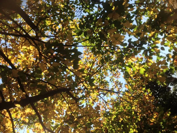 Sonbahar ağacı yaprağı düşüyor