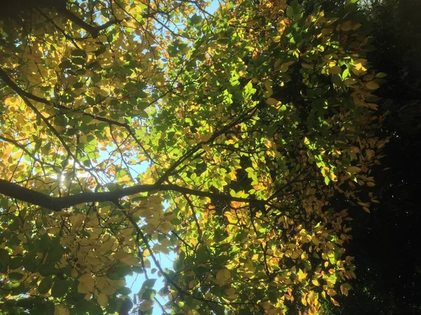 Sonbahar ağacı yaprağı düşüyor