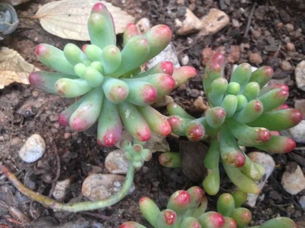 Yumuşaklığa yakın  