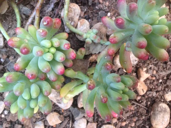 Yumuşaklığa yakın  