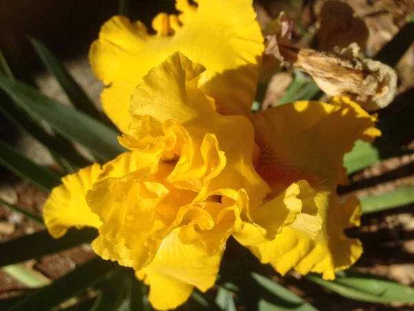 Närbild Blommor — Stockfoto