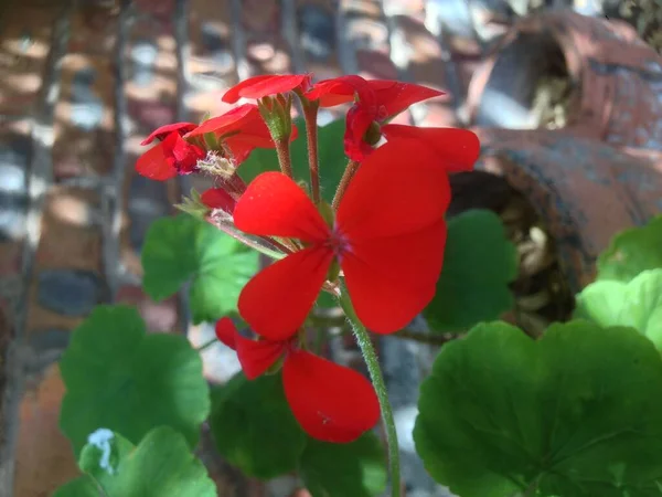 Çiçekleri kapatın. 