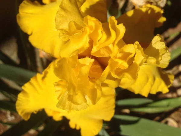 Närbild Blommor — Stockfoto