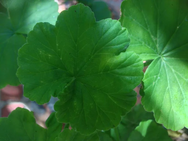 Çiçekleri kapatın. 