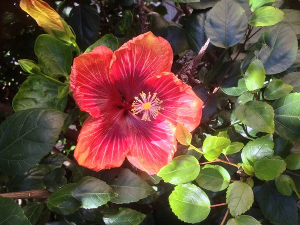 Çiçekleri kapatın. 