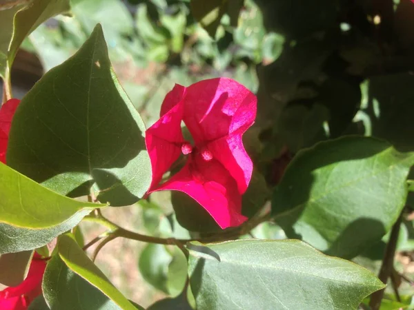 Çiçekleri kapatın. 