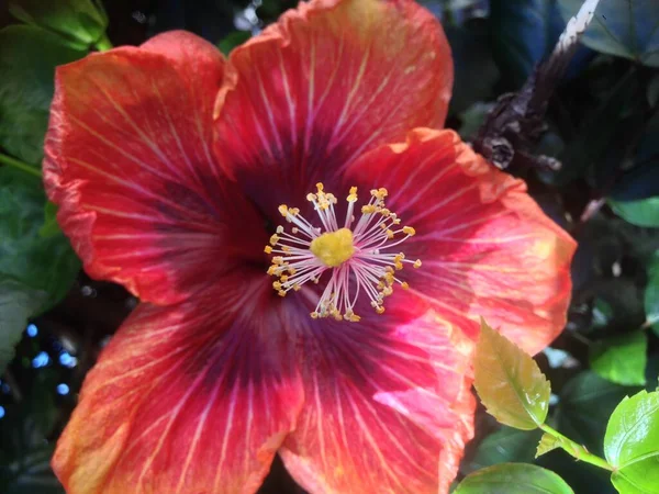 Çiçekleri kapatın. 