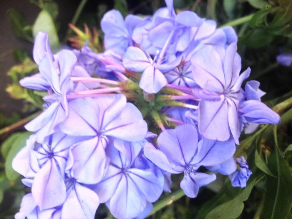 Çiçekleri kapatın. 