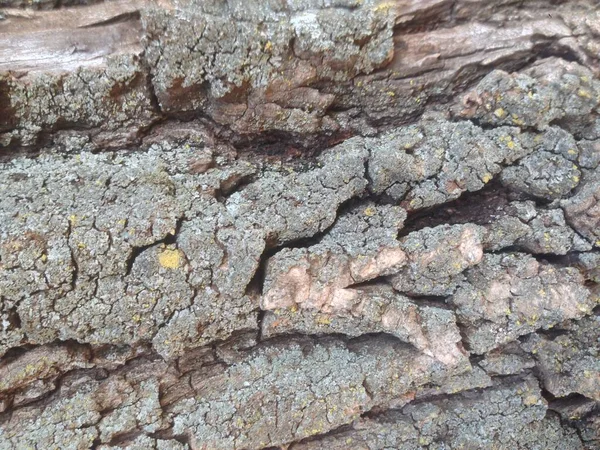 Yakından ağaç kabuğu