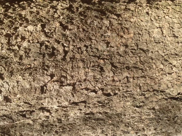 Yakından ağaç kabuğu