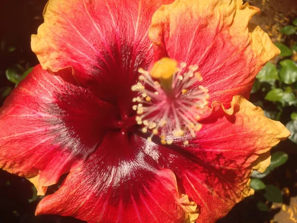 kırmızı ve sarı çiçek