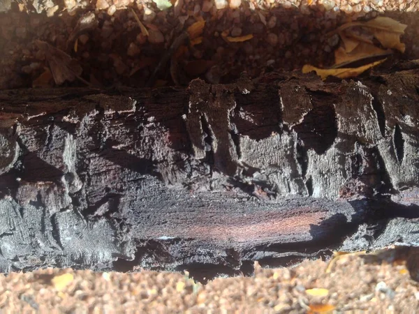 Yakından ağaç kabuğu