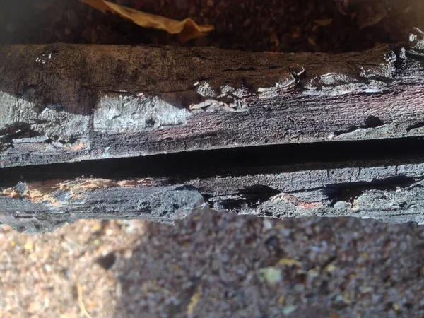 Yakından ağaç kabuğu