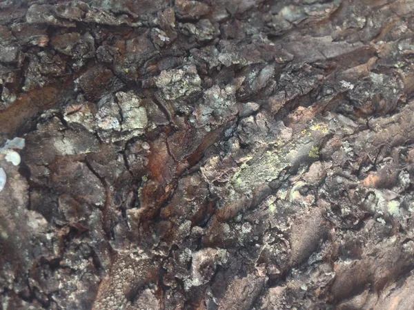 Yakından ağaç kabuğu