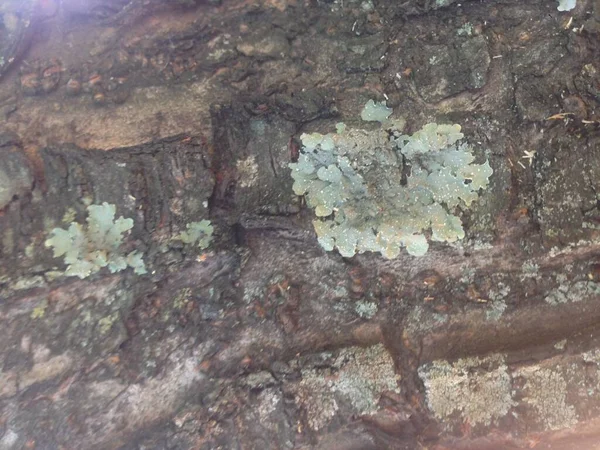 Yakından ağaç kabuğu