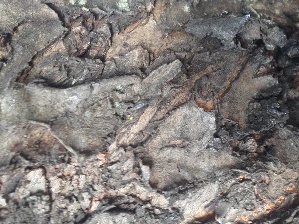 Yakından ağaç kabuğu