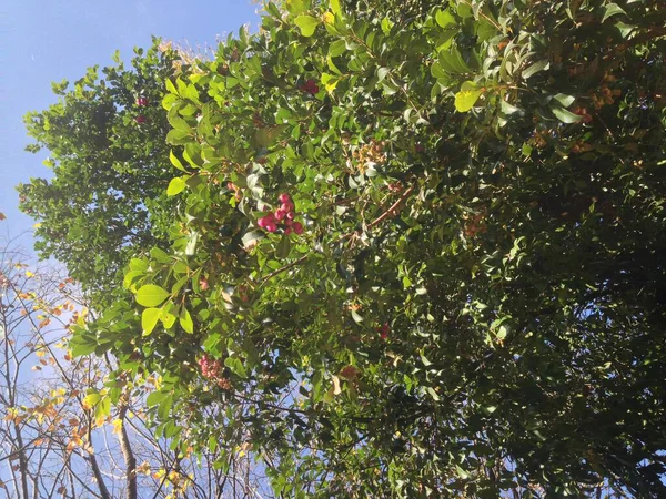 Ağaç ve berrie tohumları