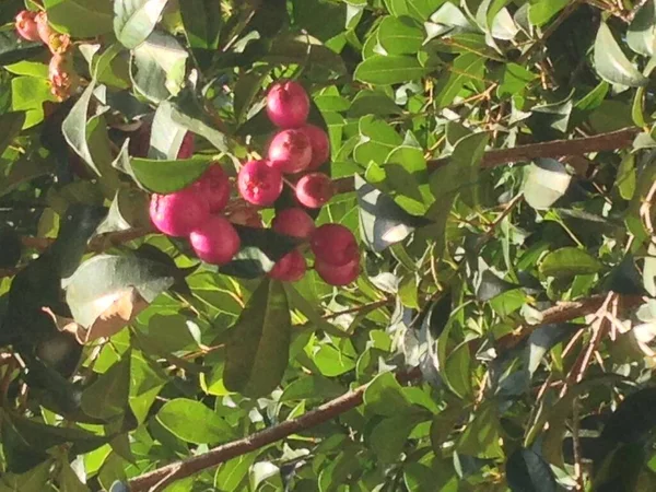 Ağaç ve berrie tohumları