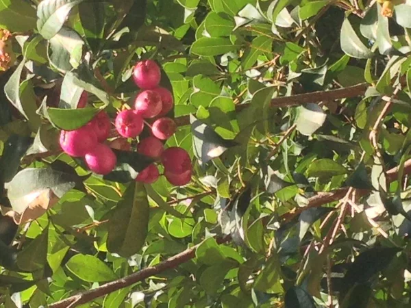 Ağaç ve berrie tohumları