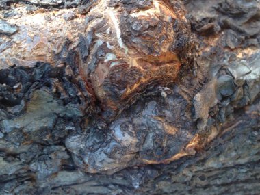 Yakından ağaç kabuğu